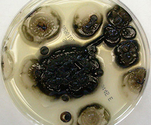 专注长效防霉抗菌剂的研发与精准应用——惠州铭铠防霉抗菌科技